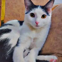 واگذاری گربه خانگی رایگان