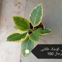 گیاه آپارتمانی دیفن و غیره|گل و گیاه طبیعی|وحدتیه, |دیوار