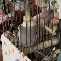 یک جفت عروس هلندی با قفس و لونه|پرنده|تهران, والفجر (افسریه)|دیوار