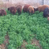 بره نر و ماده ۳۵تا۴۰کیلو ومیش ابستن|حیوانات مزرعه|سمنان, |دیوار