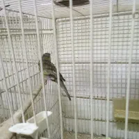 قناری|پرنده|قائن, |دیوار