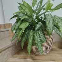 گل طبیعی|گل و گیاه طبیعی|قروه, |دیوار