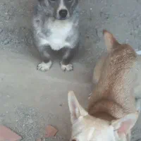 فروش پاکوتاه جک راسل جفت نروماده|سگ|آزادشهر, |دیوار