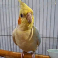 عروس هلندی