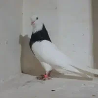 کبوتر ماکت
