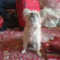 سگ تریر|سگ|کاشان, یزد‌آباد|دیوار