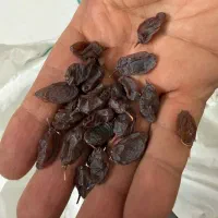 کشمش آفتابی ممتاز ارگانیک|خوردنی و آشامیدنی|بوشهر, |دیوار