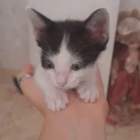 واگذاری بچه گربه دوماهه