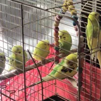 فروش فوری و یکجا ۶ عدد مرغ عشق