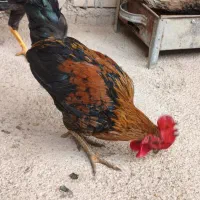 خروس عربی در حمیدیه|حیوانات مزرعه|حمیدیه, |دیوار