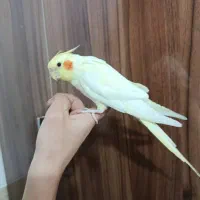 جوجه عروس هلندی لوتیتو زعفرانی دستی