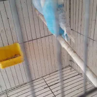 مرغ عشق انگلیسی