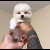 مجموعه توله های فانتزی|سگ|شیراز, صنایع الکترونیک|دیوار