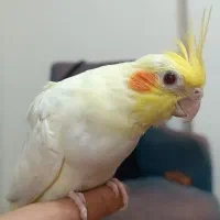 یک جفت عروس هلندی مولد و 2تا جوجه|پرنده|رباطکریم, رباطکریم|دیوار