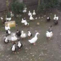 فروش اردک|حیوانات مزرعه|آستانه اشرفیه, |دیوار