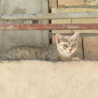گربه خانگی|گربه|میانه, |دیوار