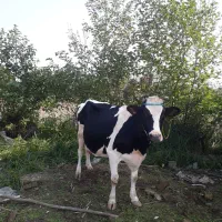 گاو دورگ هولیشتان آماده زایمان       لیشه ورزا