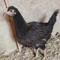 حیوانات مزرعه|حیوانات مزرعه|آبعلی, |دیوار