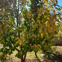 فروش باغ ویلایی|فروش خانه و ویلا|هریس, |دیوار