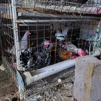 جوجه، نیمچه،مرغ،تخم زینتی اورپینگتون،ورورک|حیوانات مزرعه|رباط‌کریم, رباط‌کریم|دیوار