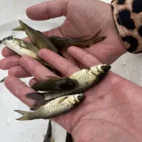 نوزاد ماهی علفخوار آمور