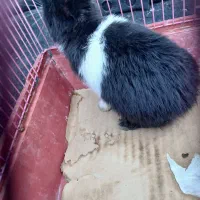 خرگوش مینیاتوری فوری|موش و خرگوش|تهران, سلیمانی|دیوار