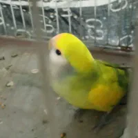 فروش کوتوله برزیلی|پرنده|شیراز, فضل‌آباد|دیوار