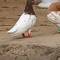 گم شده|حیوانات|سملقان, |دیوار