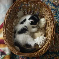 واگذاری فوری گربه قشنگم|گربه|مشکیندشت, |دیوار