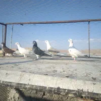 کبوتر  گرفتنی خوب