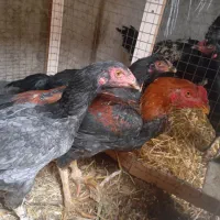 مرغ خروس لاری|حیوانات مزرعه|قزوین, |دیوار