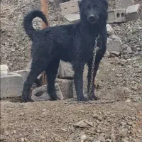 ماده قدرجونی