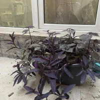 گلدان نرده ای|گل و گیاه طبیعی|تهران, آسمان|دیوار