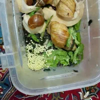 حلزون|خزنده|الشتر, |دیوار