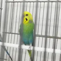 مرغ عشق|پرنده|اهواز, کیان اباد|دیوار