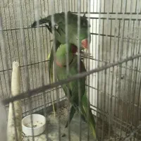 شاه طوطی اسکندر