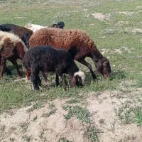 میش و بره