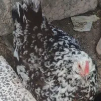 فروش مرغ گلین