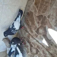 کبوتر سینی نر ماده|پرنده|اهواز, کوی مندلی(سه راه خرمشهر)|دیوار