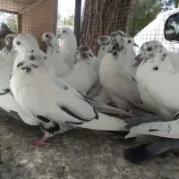 کبوتر|پرنده|بروجن, |دیوار
