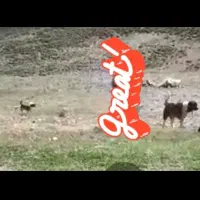 سگ گمشده مژدگانی|حیوانات|اندیکا, |دیوار