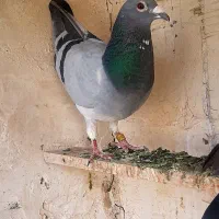 کفتر پلاکی آلمانی وشهرستانی