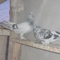 کبوتر ترکیه ای