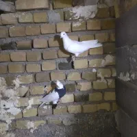 کبوتر پرشی وطوقی|پرنده|قروه, |دیوار