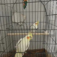 نر ماده عروس هلندی|پرنده|زرند, |دیوار