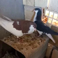 پلاکی . خوشرنگ چپ