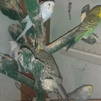 مرغ عشق|پرنده|رباطکریم, رباطکریم|دیوار