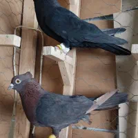 کفتر سیاه تافته ای دونه 500مقطوع