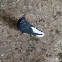 اشعل نر درشت