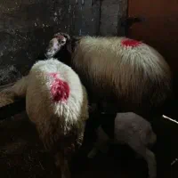 قوچ|حیوانات مزرعه|کارزان, |دیوار